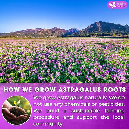 FreshDrinkUS, Premium 75 Astragalus Root Tea Bags, 100% Natural & Pure from Astragalus Root Herbal Tea. Made with Natural Material Tea Bags. No Sugar, No Caffeine, No Gluten, Vegan.